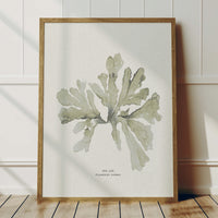 Set of Three Green Seaweed Prints - Unframed