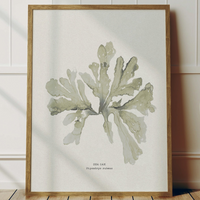 green sea oak seaweed art print framed. seaweed painting