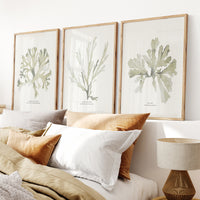 Set of Three Green Seaweed Prints - Framed