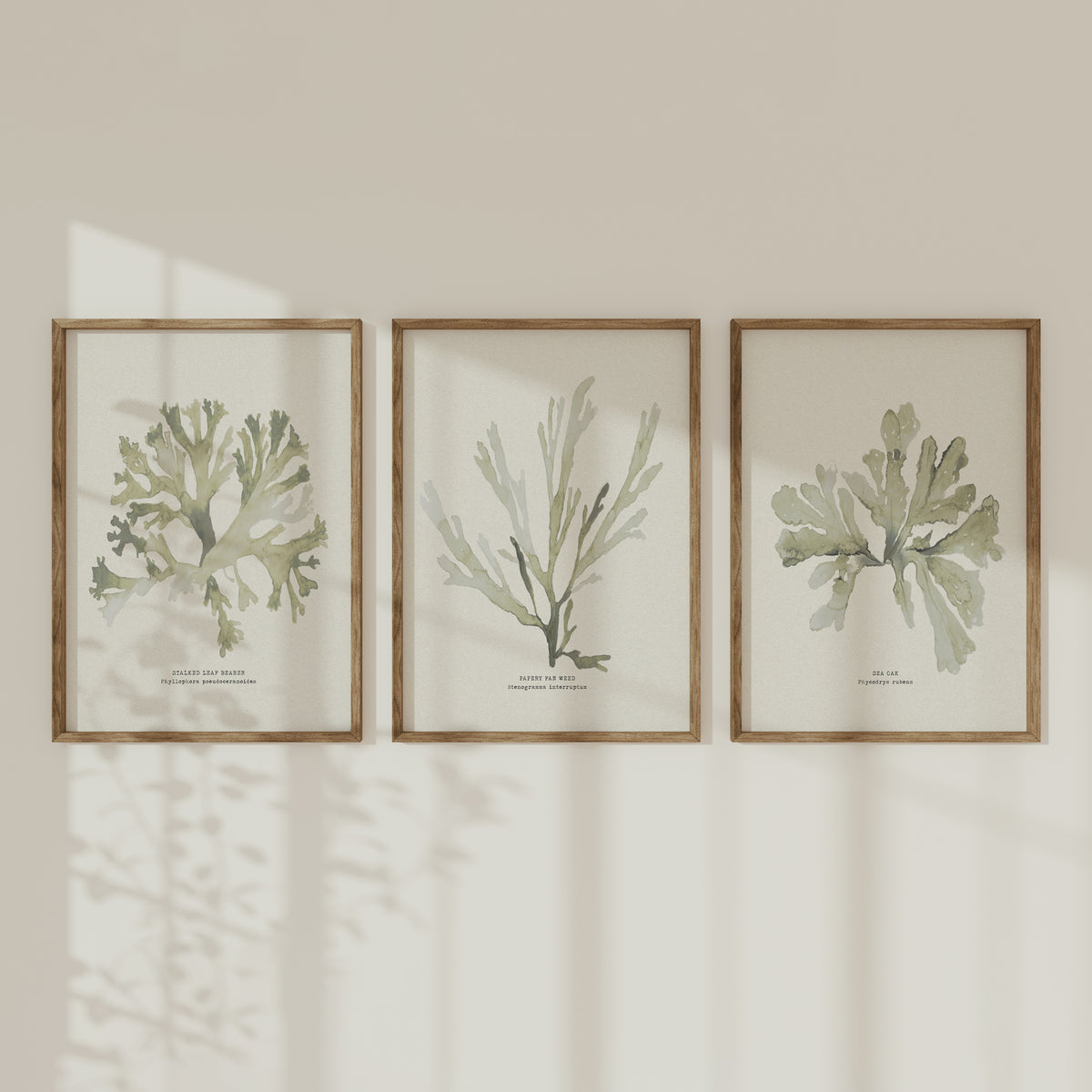 Set of Three Green Seaweed Prints - Framed