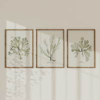 Green Seaweed Art Print | Botanical Watercolour Wall Decor | Papery Fan Weed - Framed