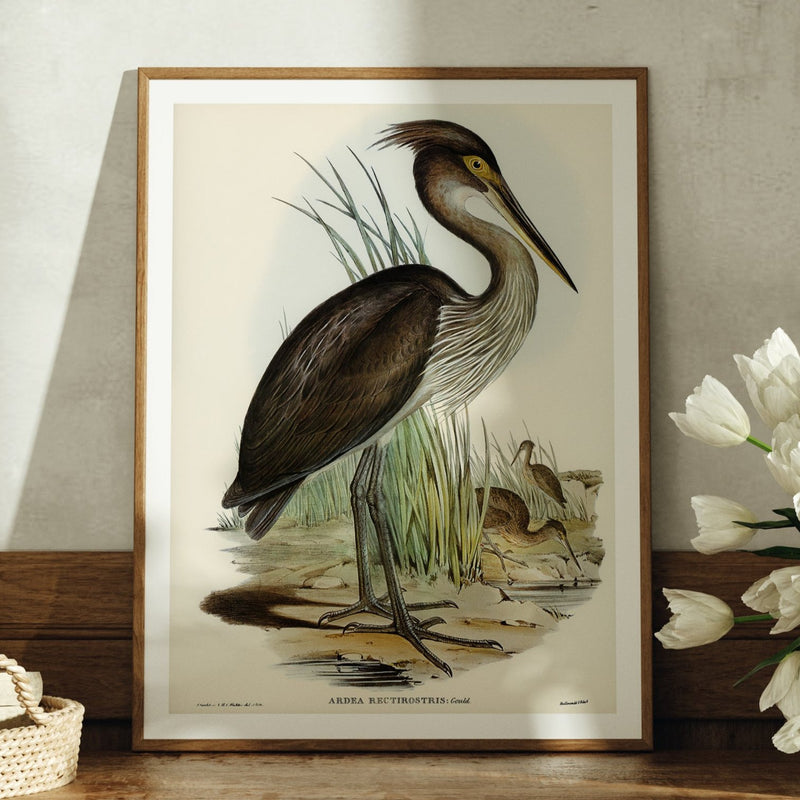 Great Billed Heron Vintage Bird Art Print - Unframed