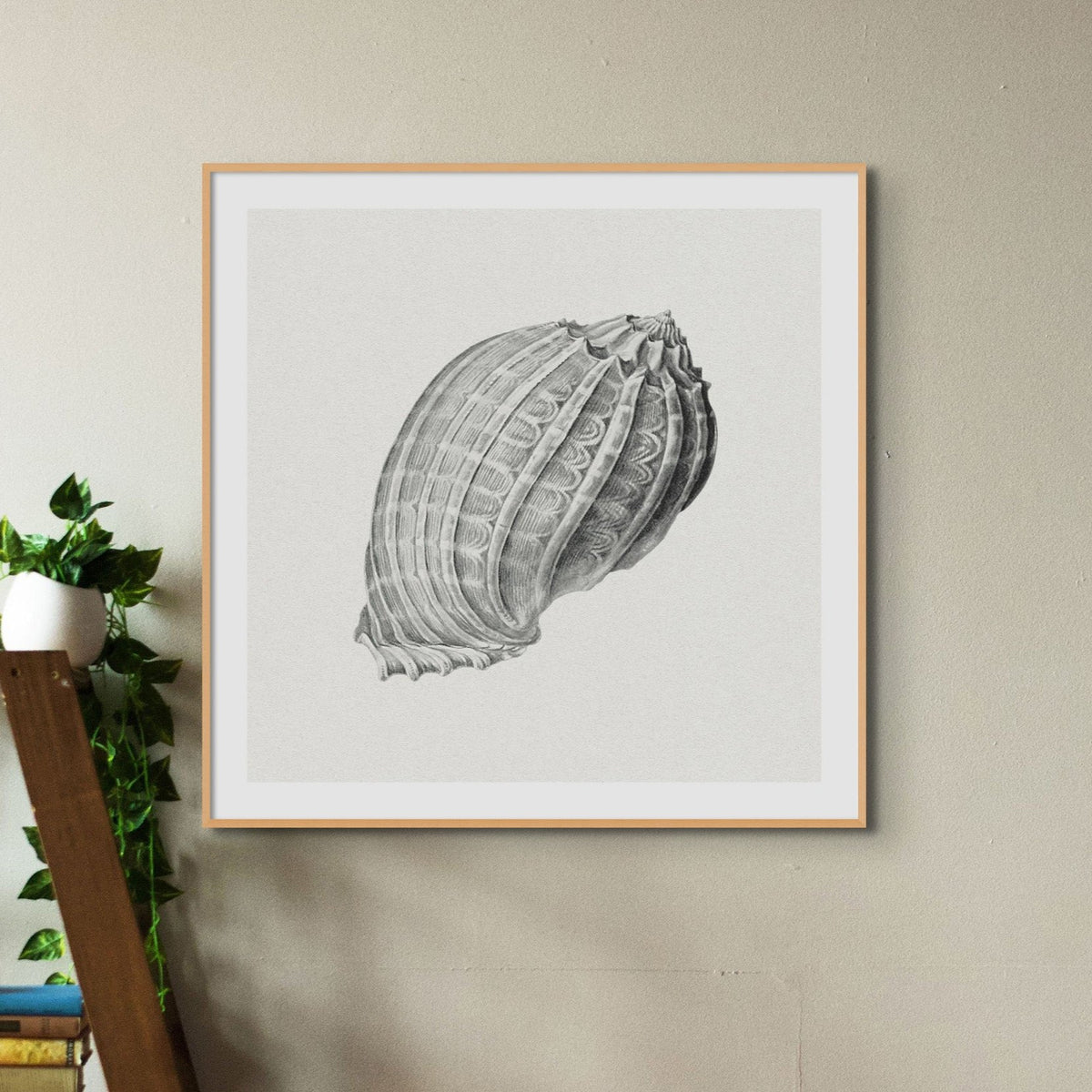 Set of Three Vintage Shell Prints | White Background - Unframed - Beach House Art