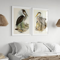 Great Billed Heron Vintage Bird Art Print - Unframed