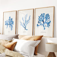 Indigo Seaweed Print | Botanical Seaweed Art (Sea Oak) - Framed