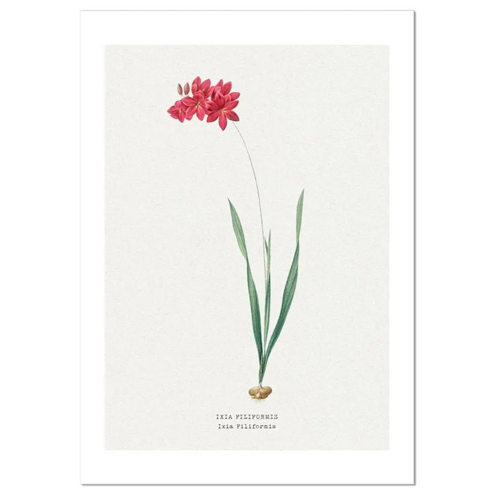 Ixia Filiformis | Vintage Flower Print | Botanical Art - Unframed