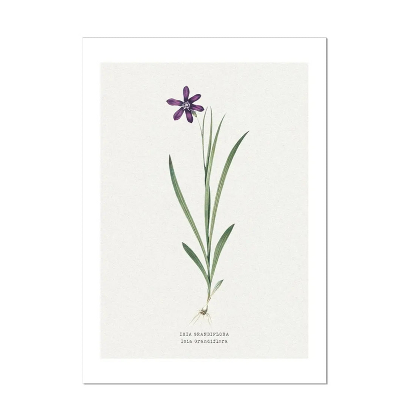 Ixia Grandiflora | Vintage Flower Print | Botanical Art - Unframed