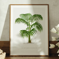 Kentia Palm Tree Print | Vintage Botanical Palm Tree Art Print - Unframed