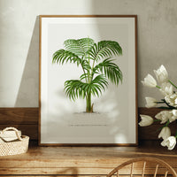 Kentia Palm Tree Print | Vintage Botanical Palm Art Print - Framed