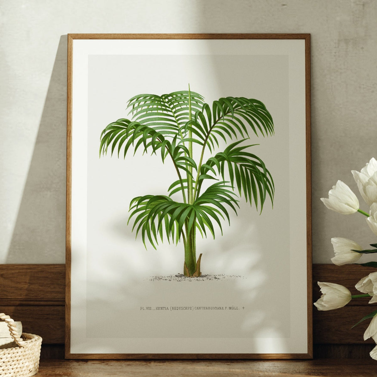 Set of  Three Vintage Palm Tree Prints - Unframed