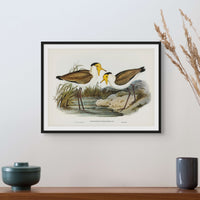 Lapwing Painting | Vintage Bird Art Print - Unframed