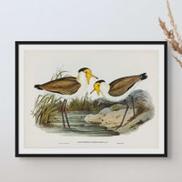 Lapwing Painting | Vintage Bird Art Print - Framed