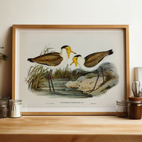 Lapwing Painting | Vintage Bird Art Print - Unframed