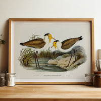 Lapwing Painting | Vintage Bird Art Print - Framed