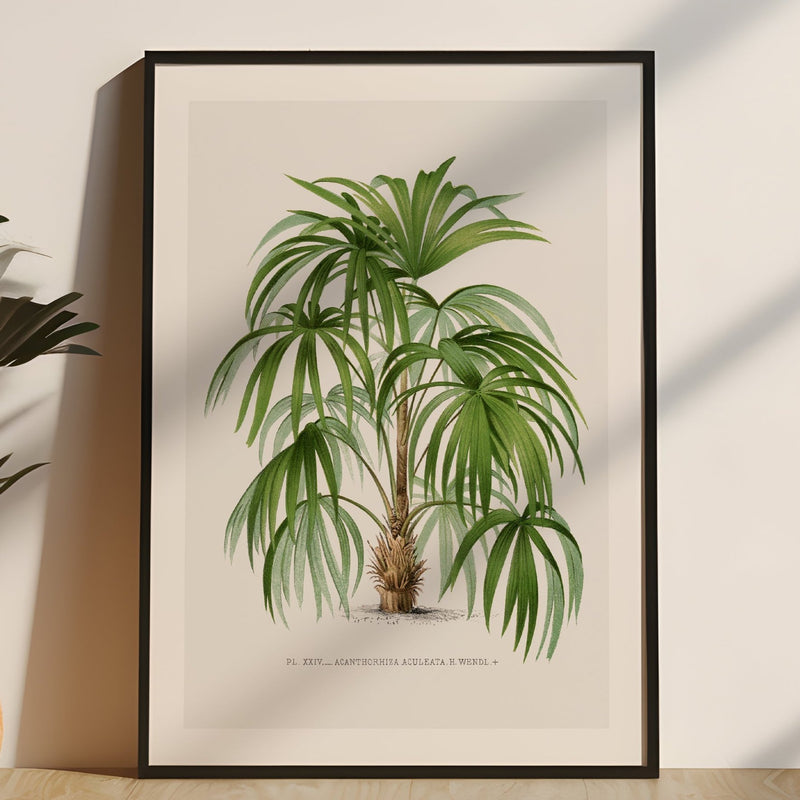 Macaw Palm Tree Print | Vintage Botanical  Art Print - Unframed