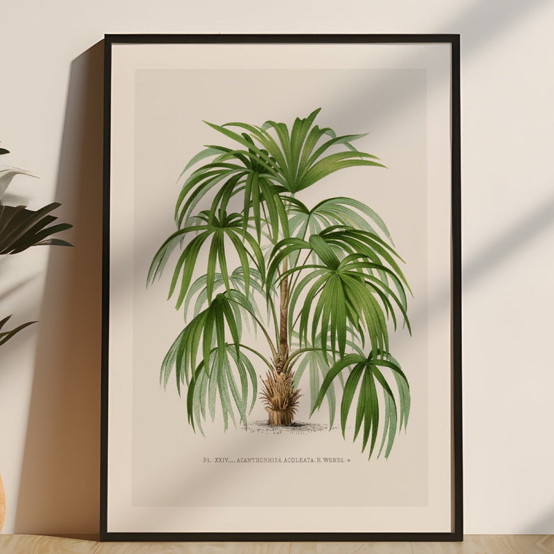 Macaw Palm Tree Print | Vintage Botanical Palm Art Print - Framed