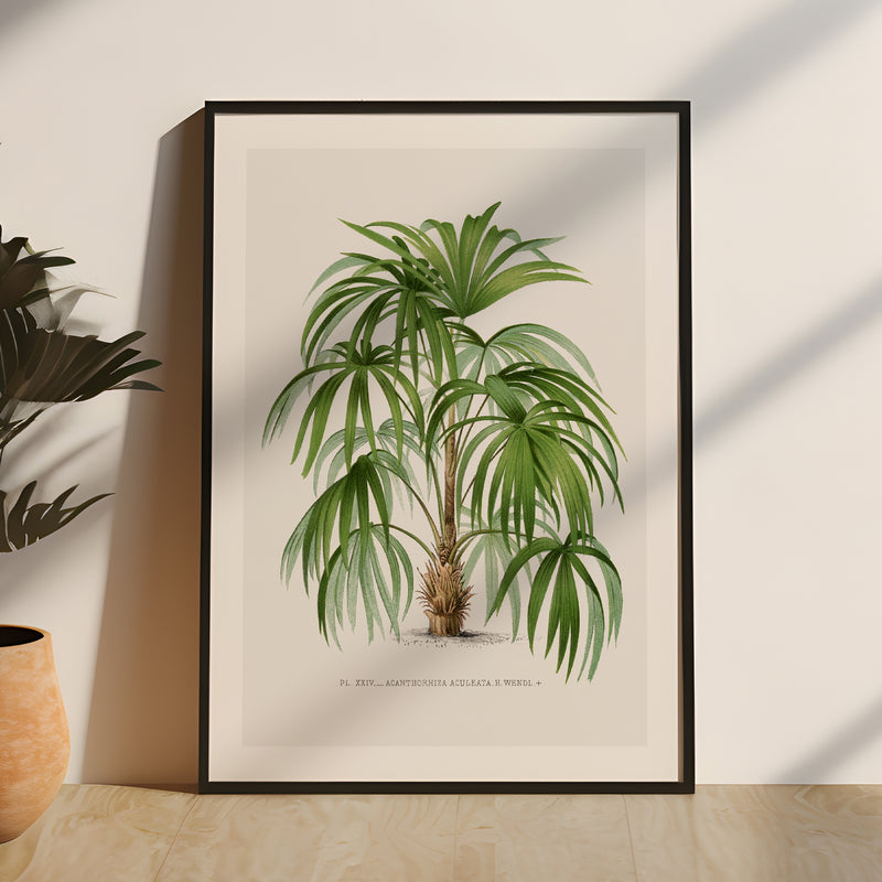 Set of  Three Vintage Palm Tree Prints - Unframed