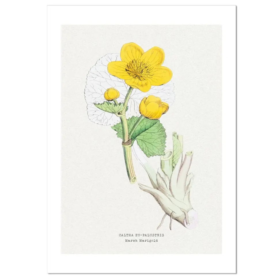 Marigold | Vintage Flower Print | Botanical Art - Unframed