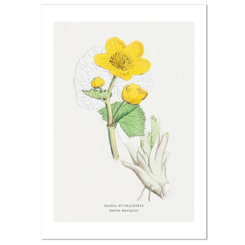 Marigold | Vintage Flower Print | Botanical Art - Unframed