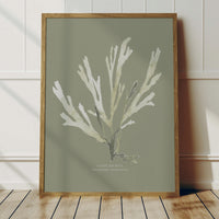 Olive Green Seaweed Art Print | Botanical Wall Decor | Papery Fan Weed - Unframed