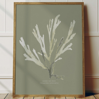 olive green coloured seaweed print - framed seaweed art