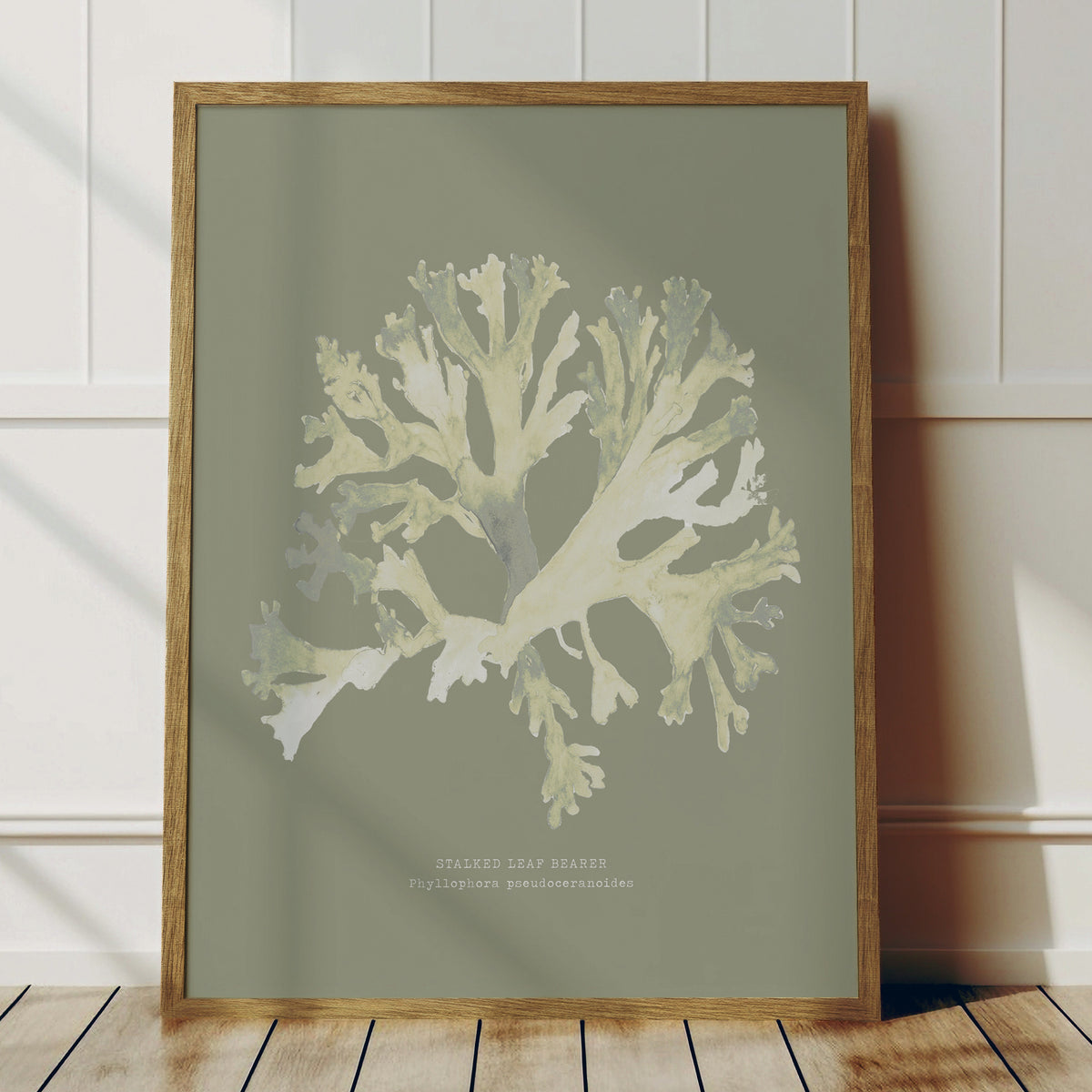 Olive Green Seaweed Art Print | Botanical Wall Decor | Stalked Leaf Bearer - Unframed