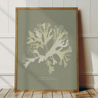 Set of Three Green & Olive Seaweed Prints - Unframed