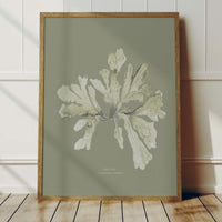 Olive Green Seaweed Art Print | Botanical Wall Decor | Sea Oak - Unframed