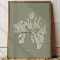 Olive Green Seaweed Art Print | Botanical Wall Decor | Sea Oak - Unframed