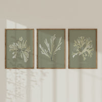 Set of Three Green & Olive Seaweed Prints - Unframed