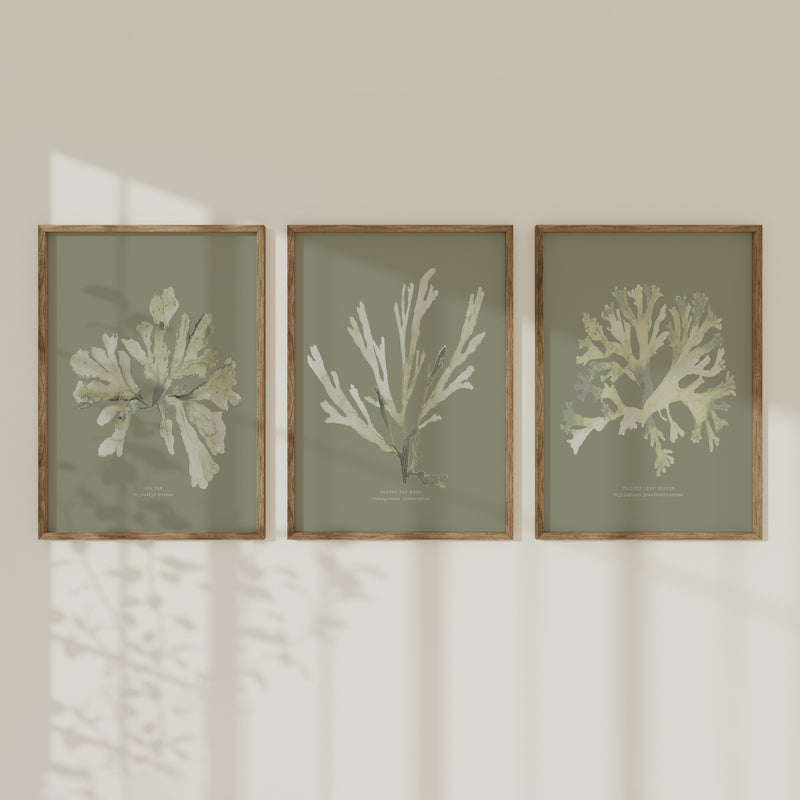 Olive Green Seaweed Art Print | Botanical Wall Decor | Stalked Leaf Bearer - Unframed