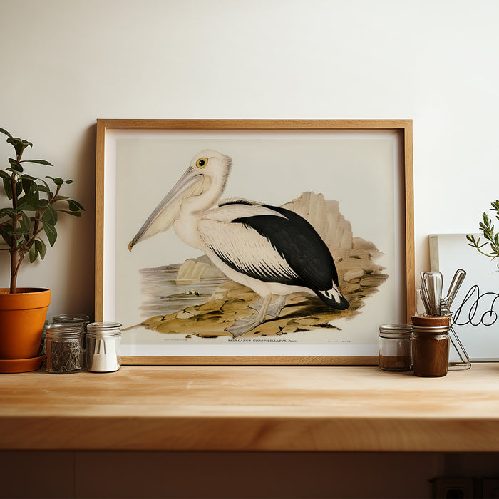 Pelican Painting | Vintage Bird Art Print - Unframed