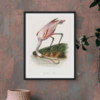 Spoonbill (Pink) Vintage Bird Art Print - Unframed