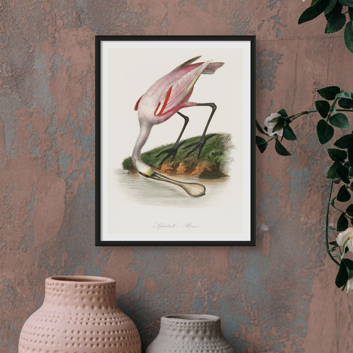 Spoonbill (Pink) Vintage Bird Art Print - Framed