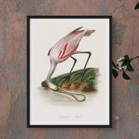 Spoonbill (Pink) Vintage Bird Art Print - Framed