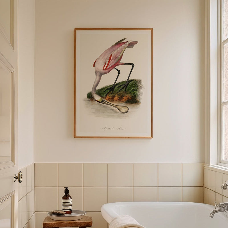 Spoonbill (Pink) Vintage Bird Art Print - Framed