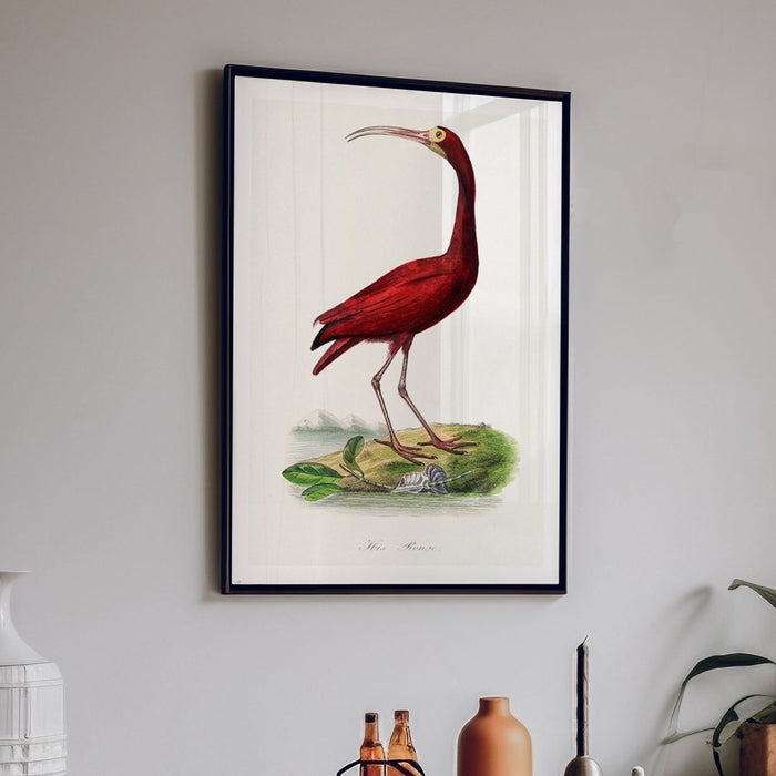 Red Ibis | Vintage Bird Art Print - Unframed