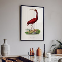 Red Ibis | Vintage Bird Art Print - Framed