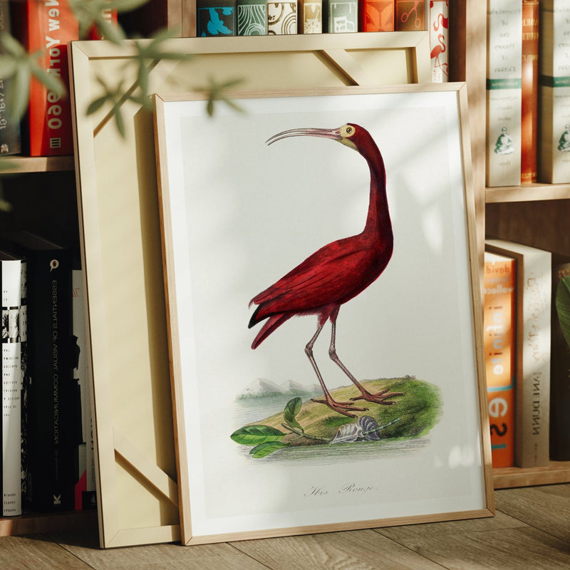 Red Ibis | Vintage Bird Art Print - Unframed