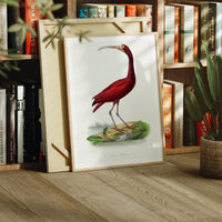 Red Ibis | Vintage Bird Art Print - Framed