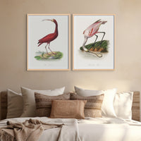 Spoonbill (Pink) Vintage Bird Art Print - Unframed