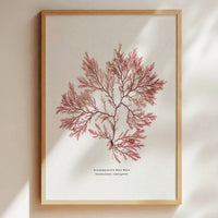 Seaweed Print | Pressed Seaweed Art (Fern Weed No2) - Framed