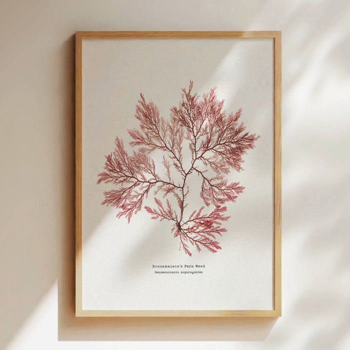 Seaweed Print Wall Art (Fern Weed No2) - Unframed