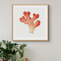 Reef Coral Print No 1 | Vintage Coral Art Print - Framed