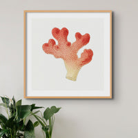 Reef Coral Print No 1 | Vintage Coral  Wall Art - Unframed