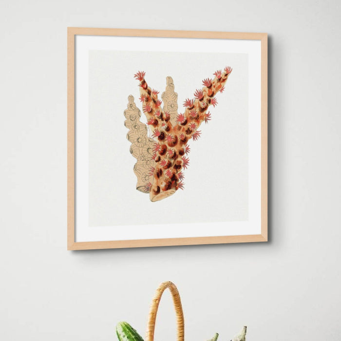 Reef Coral Print No 3 | Vintage Coral Wall Art - Framed