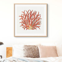 Reef Coral Print No 4 | Vintage Coral Art Print - Framed