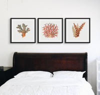 Reef Coral Print No 2 | Vintage Coral Print Wall Art - Framed