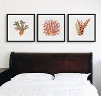 Reef Coral Print No 4 | Vintage Coral Art Print - Unframed