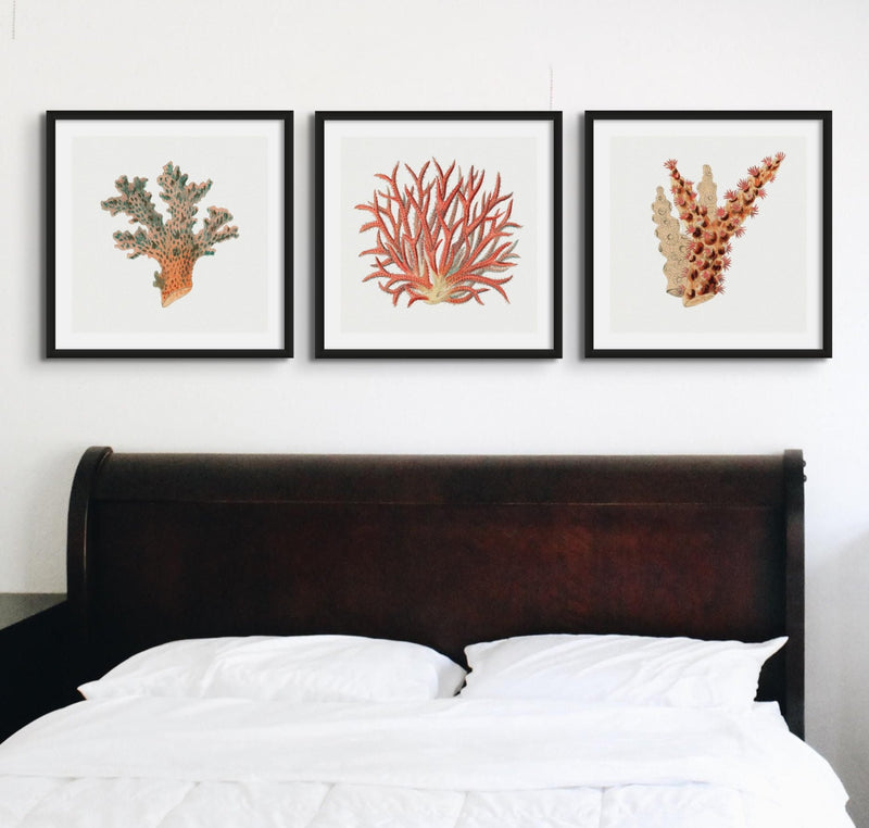 Reef Coral Print No 2 | Vintage Coral Art Print - Unframed